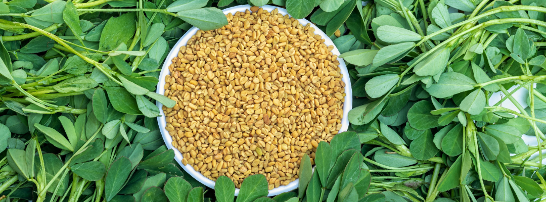 The Top 5 Organic Fenugreek Supplements in 2026 – A Buyer’s Guide